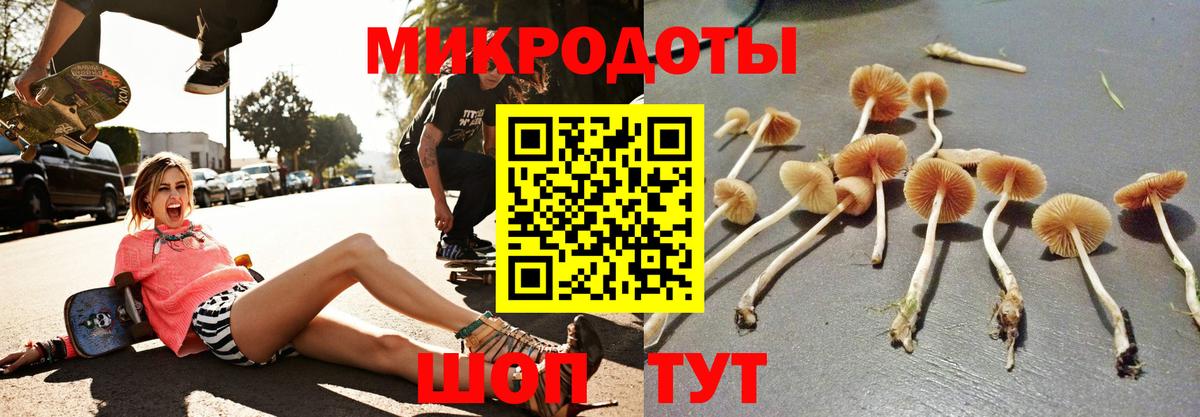 Галлюциногенные грибы Psilocybe Минусинск